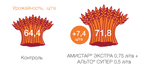 Озимая пшеница, Курская обл., 2015 г. Озимая пшеница, Курская обл., 2015 г.