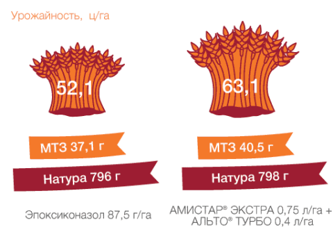 Озимая пшеница, Орловская обл., 2015 г. Озимая пшеница, Орловская обл., 2015 г.
