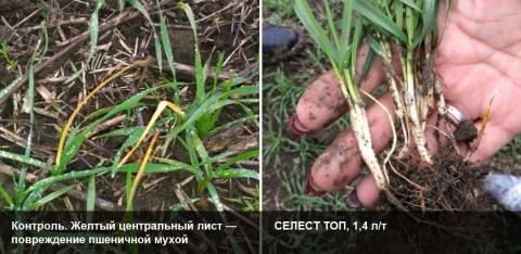СЕЛЕСТ ТОП — высокая эффективность против злаковых мух СЕЛЕСТ ТОП — высокая эффективность против злаковых мух