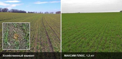 МАКСИМ ПЛЮС — высокая эффективность против широкого спектра болезней в ранние периоды развития МАКСИМ ПЛЮС — высокая эффективность против широкого спектра болезней в ранние периоды развития