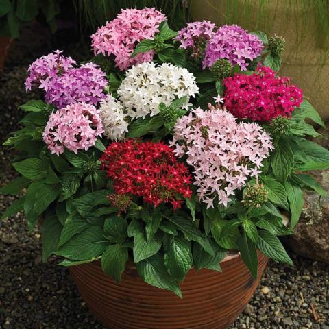 Пентас (Pentas Lanceolata), гибрид Старла F1 (Starla F1) pentas lanceolata