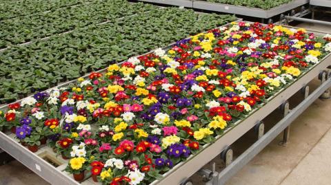 Примула бесстебельная F1 Примера и Орион primula vulgaris