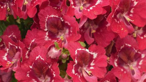 Схизантус: промышленная технология выращивания цветок бабочка