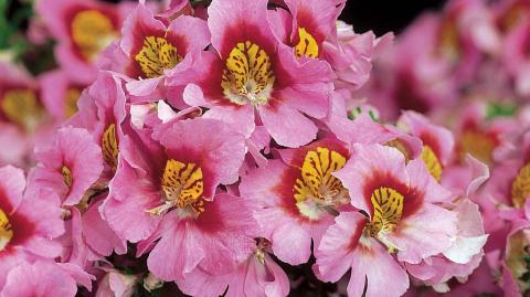 Схизантус: промышленная технология выращивания шизантус