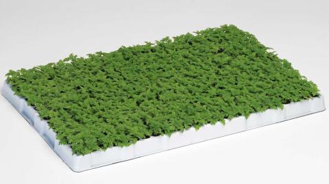 Вербена гибридная: технология выращивания из семян посев вербены