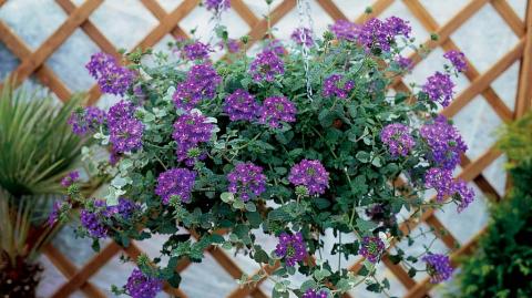 Вербена гибридная: технология выращивания из семян вербена GoldSmart™