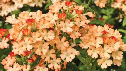 Вербена гибридная: технология выращивания из семян гибридные вербены