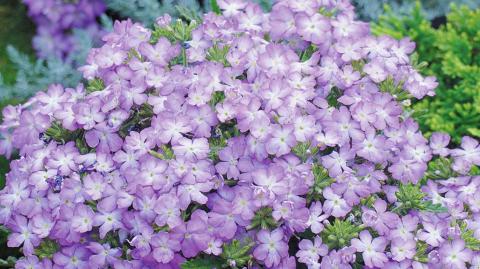 Вербена гибридная: технология выращивания из семян verbena