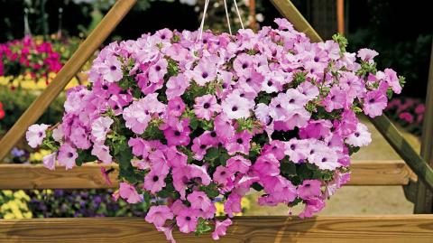 Выбор гибрида петунии петуньи Plush Lilac Pearl