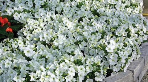 Выбор гибрида петунии петуньи Picobella White