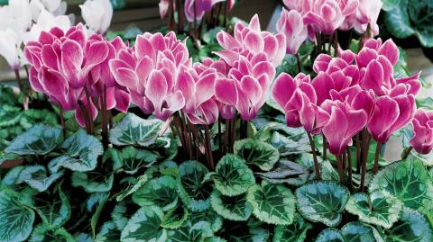 Сортимент современных цикламенов цикламен персидский