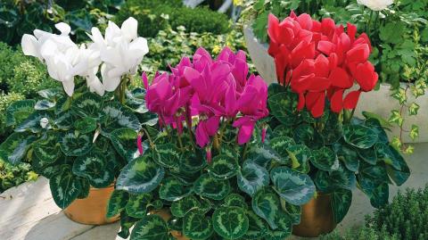 Сортимент современных цикламенов цикламены различных размеров