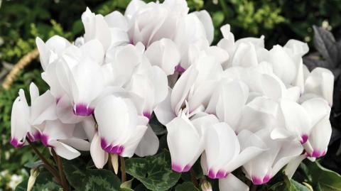 Сортимент современных цикламенов дикорастущий цикламен персидский