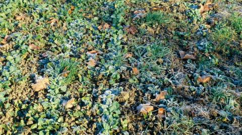 Технология возделывания озимого рапса Технология возделывания озимого рапса