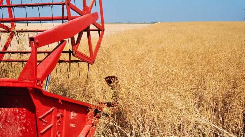 Технология возделывания озимого рапса Технология возделывания озимого рапса