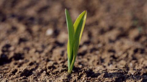 Стадия 2 листьев Стадия 2 листьев