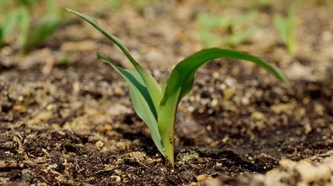 Стадия 4 листьев Стадия 4 листьев