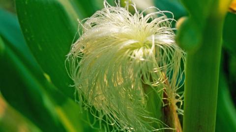 Женское соцветие — початок Женское соцветие — початок