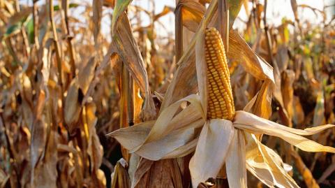 Полная спелость Полная спелость