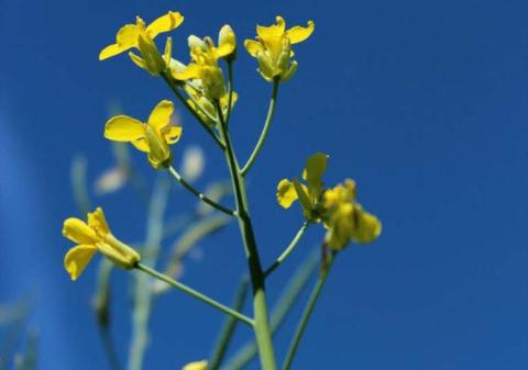 КАРАТЭ ЗЕОН 0,15 л/га КАРАТЭ ЗЕОН 0,15 л/га