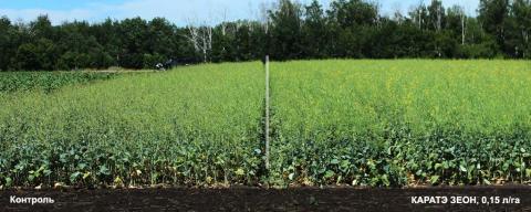 Уровень цветения на контроле ощутимо ниже в связи с тем, что цветочные почки уничтожены цветоедом Уровень цветения на контроле ощутимо ниже в связи с тем, что цветочные почки уничтожены цветоедом