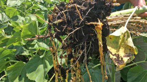 Поражение подсолнечника заразихой на поле, где культуру не сеяли в последние 12 лет, Ростовская область, 2015 г. поражение подсолнечника заразихой