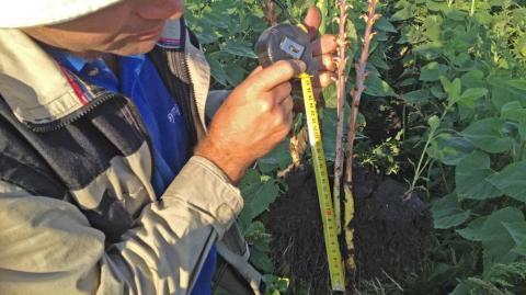 Заразиха проросла и вышла с глубины 19 см! заразиха на стебле подсолнечника