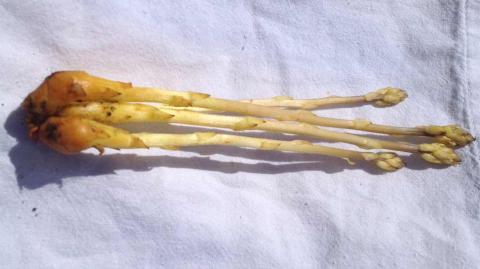 Множественные побеги заразихи O. cumana из одного клубенька. множественные побеги заразихе на стебле