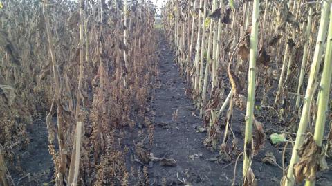 Устойчивый и неустойчивый к конкретной расе заразихи гибрид подсолнечника сравнение результативности обработки подсолненика от заразихи