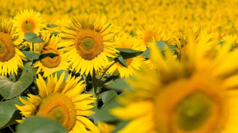 7 элементов борьбы с заразихой подсолнечника урожай подсолнечника