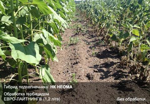 Гибрид НК НЕОМА. Слева — обработка ЕВРО-ЛАЙТНИНГ® (1,2 л/га), справа — без обработки результаты обработки подсолнечника ЕВРО-ЛАЙТНИНГ®