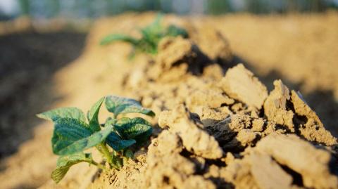 Предпосадочная обработка клубней картофеля защита клубней картофеля