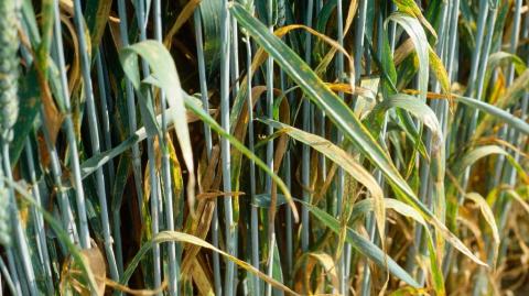 Фунгицидная защита зерновых во второй половине вегетационного периода поражение колосовых вредителями