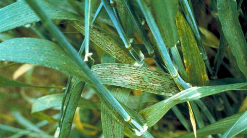 Фунгицидная защита зерновых во второй половине вегетационного периода поражение листьев озимой пшеницы