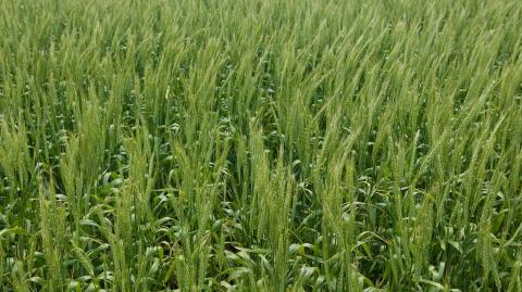 Фунгицидная защита зерновых во второй половине вегетационного периода применение колосовых для озимых культур