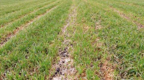 2-х компонентный триазольный протравитель действие триазольного протравителя