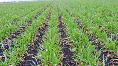 МАКСИМ ПЛЮС, 1,3 л/т действие протравителя МАКСИМ ПЛЮС