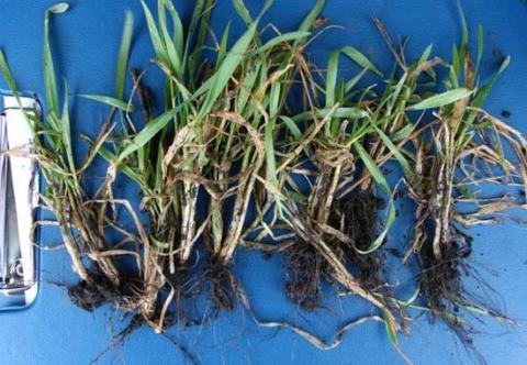 2-х компонентный триазольный протравитель действие 2-х компонентный триазольный протравителя