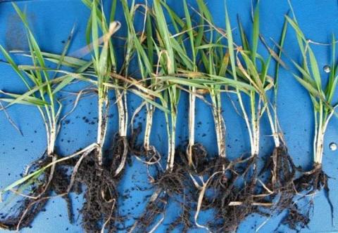 МАКСИМ ПЛЮС, 1,3 л/т действие протравителя МАКСИМ ПЛЮС