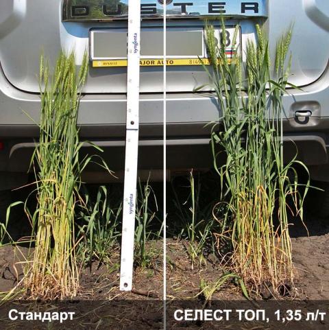 СЕЛЕСТ ТОП стимулирует развитие корневой системы сравнения действий протравителей