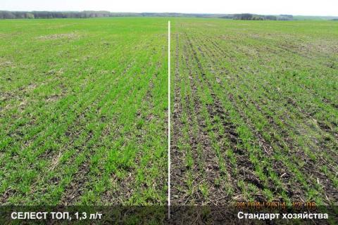 СЕЛЕСТ ТОП помогает противостоять неблагоприятным факторам внешней среды во время перезимовки сравнение действия СЕЛЕСТ ТОП с другим протравителем
