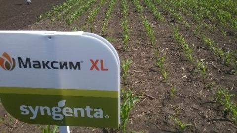 Результаты опытов по обработке кукурузы препаратами МАКСИМ XL, и МАКСИМ XL и ФОРС ЗЕА результат применения ФОРС ЗЕА