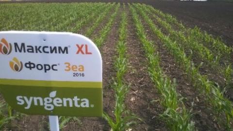 Результаты опытов по обработке кукурузы препаратами МАКСИМ XL, и МАКСИМ XL и ФОРС ЗЕА применение МАКСИМ XL для кукурузы