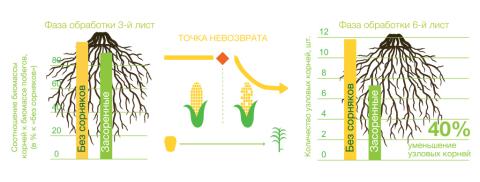 Схема формирования «точки невозврата» в посевах культуры точка невозврата при посевах кукурузы