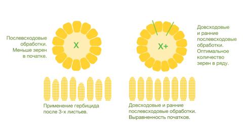Схема закладки початков кукурузы в условиях разновременного контроля засоренности посевов схема закладки початков кукурузы