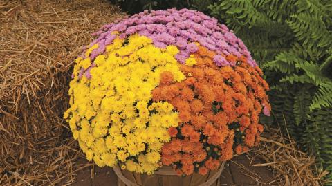 Выращивание хризантемы мультифлора на примере сортосерии Урсула (Ursula) chrysanthemum morifolium