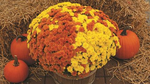 Выращивание хризантемы мультифлора на примере сортосерии Урсула (Ursula) хризантема серии Урсула