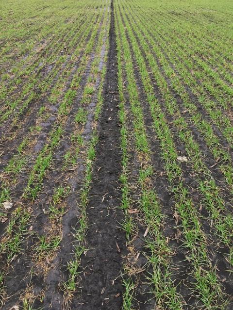 Липецкая область. Озимая пшеница Скипетр. 4 апреля 2017. Слева выпады от снежной плесени на триазольном продукте составляют 35 %. Справа — вариант СЕЛЕСТ МАКС. обработка пшеницы СЕЛЕСТ МАКС