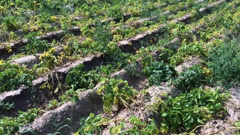 Эффективная система защиты картофеля от фитофтороза и альтернариоза влияение фитофтороза на картофель