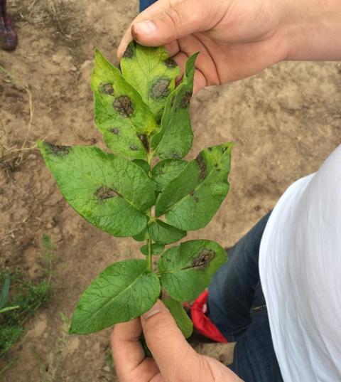 Эффективная система защиты картофеля от фитофтороза и альтернариоза влияение альтернариоза на листья картофеля